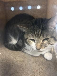 MOCHI, Adoptable, Young Male Domestic Short Hair.