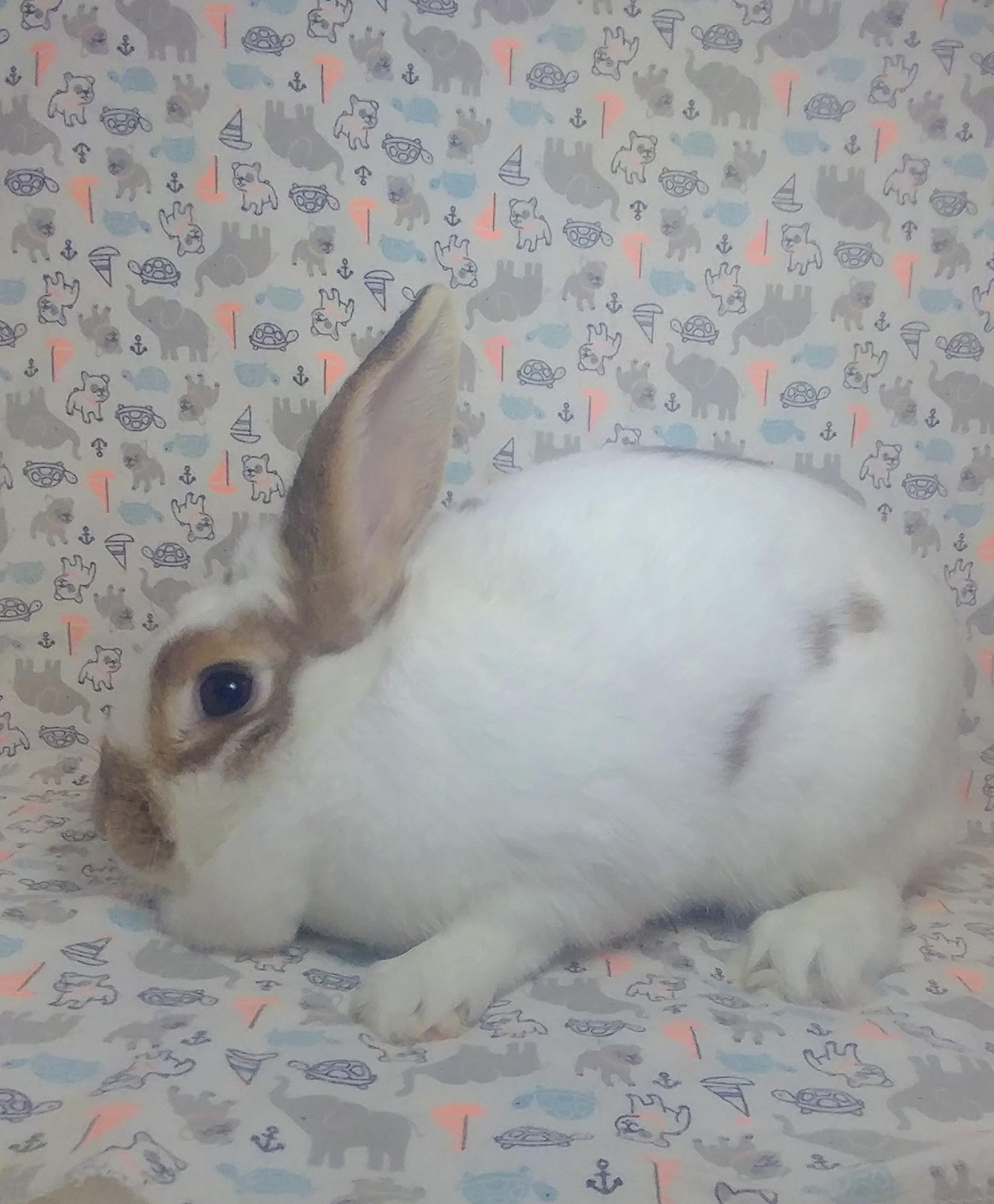 Enlarge Creamsicle, a Adoptable English Spot in Lake Elsinore, CA image 2/4