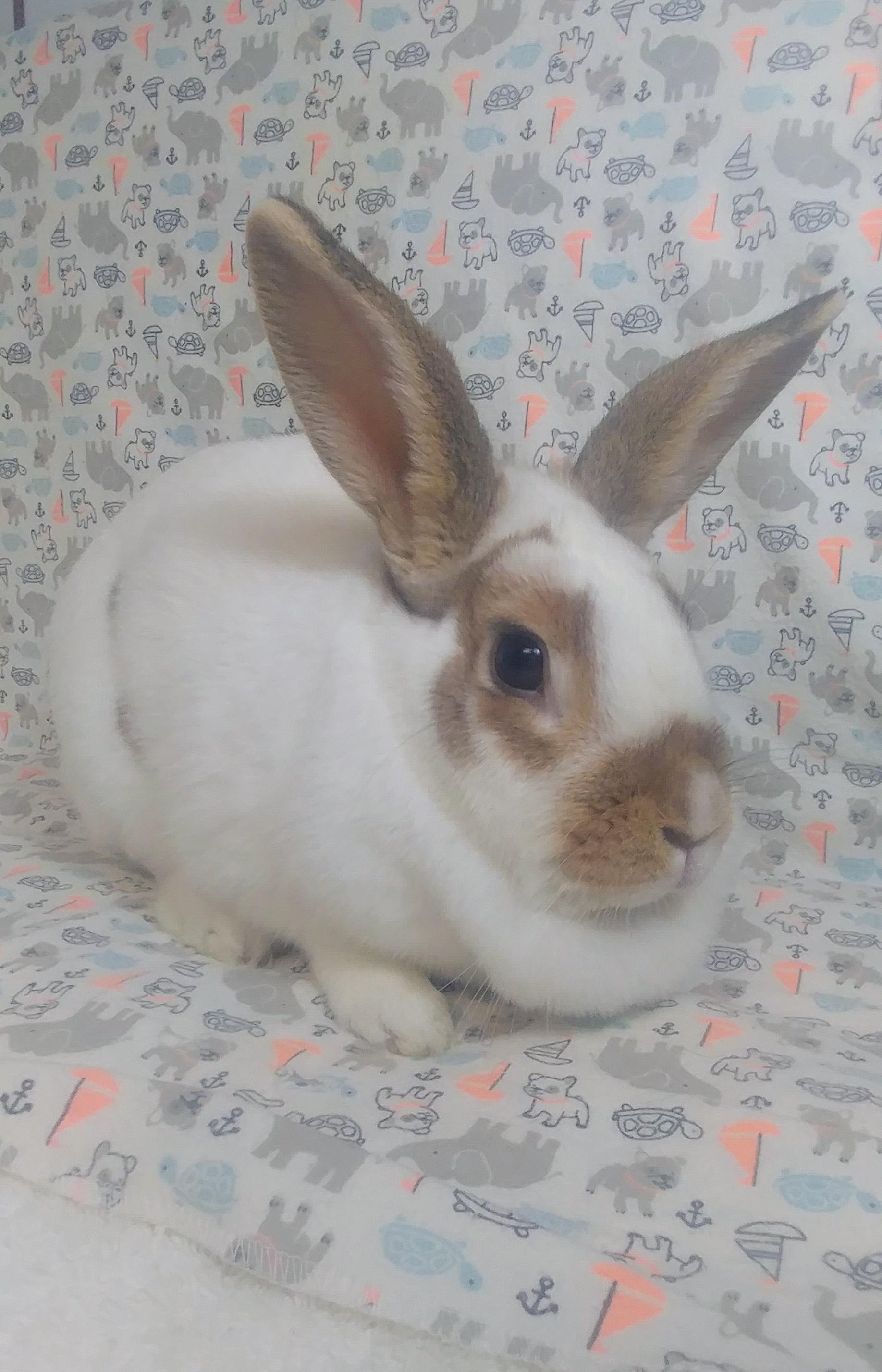 Creamsicle, Adoptable, Adult Female English Spot.