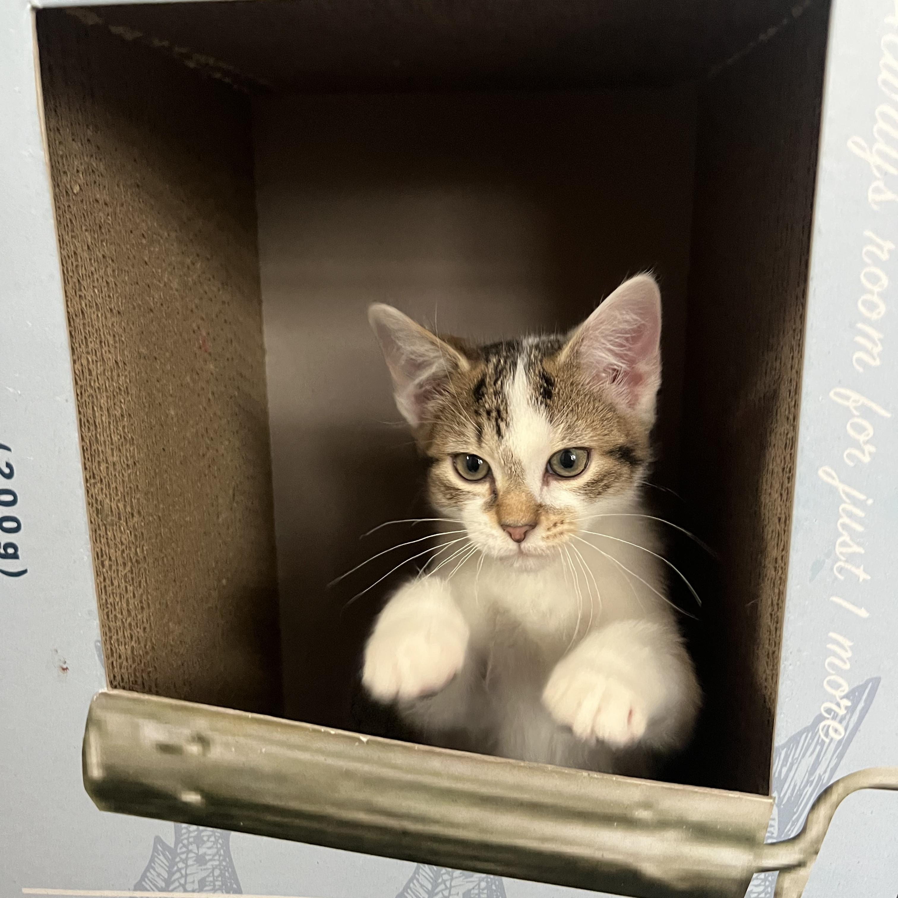 SHELDON, a ADOPTABLE Domestic Short Hair in East Greenwich, RI image 2/4