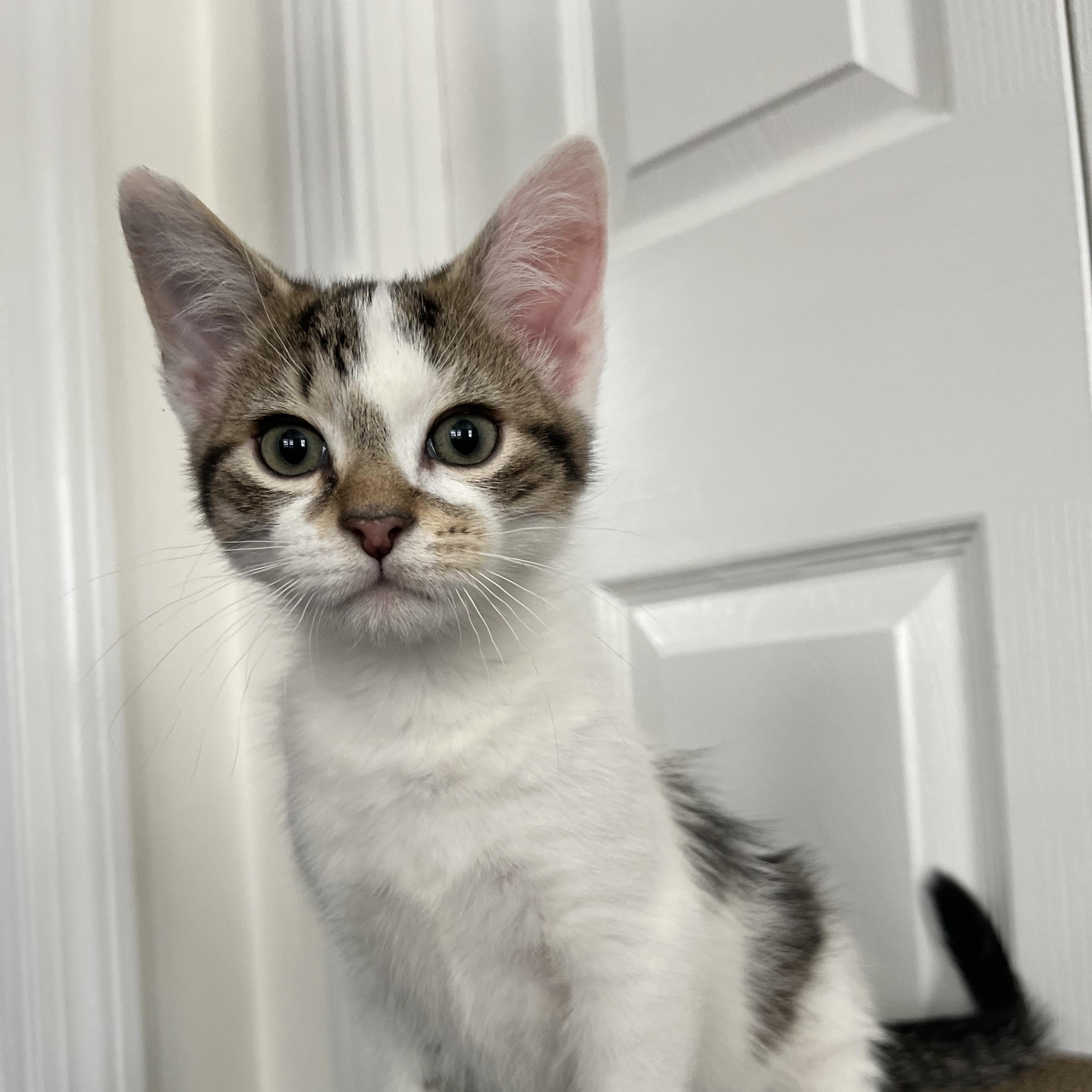 SHELDON, ADOPTABLE, Kitten Male Domestic Short Hair.