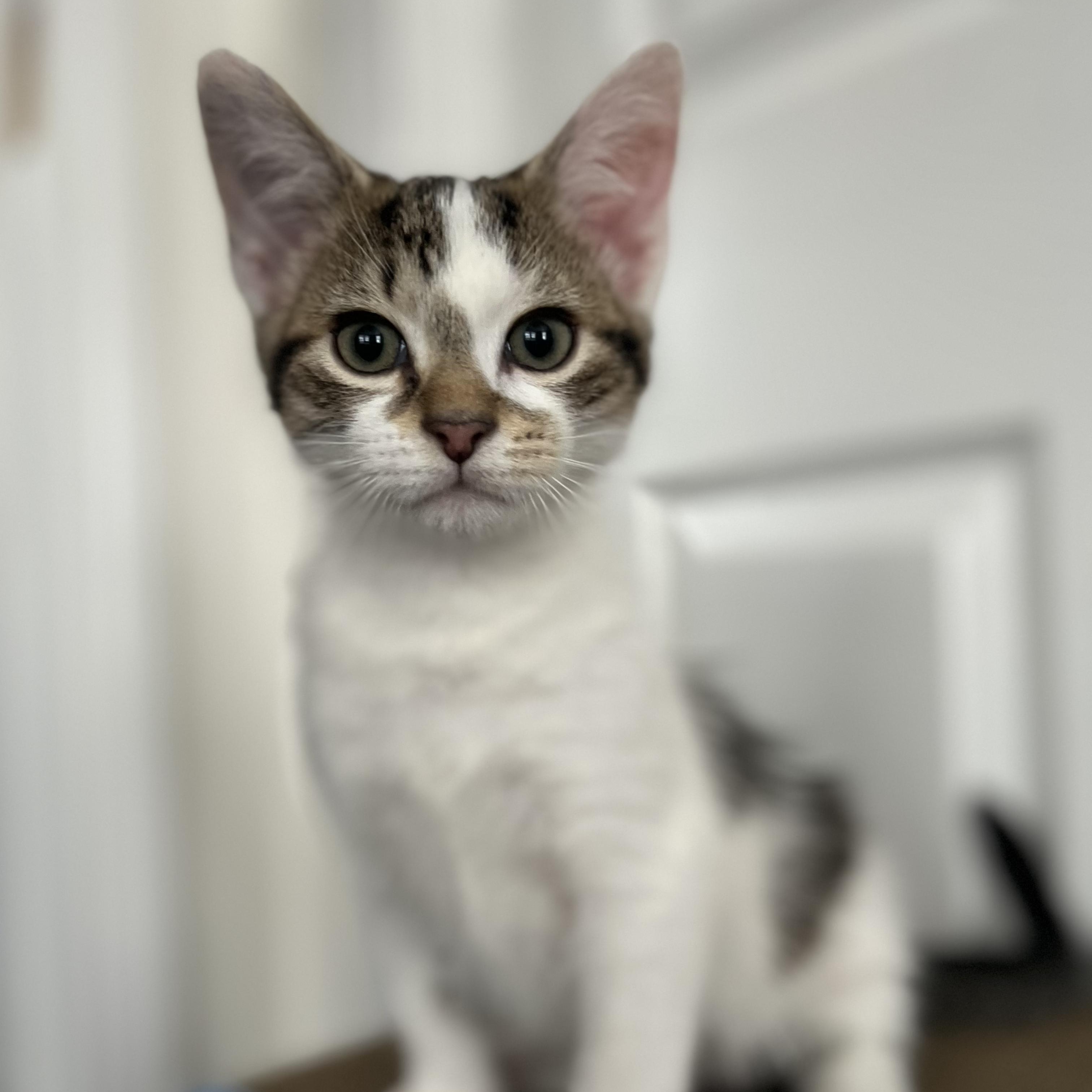 SHELDON, a ADOPTABLE Domestic Short Hair in East Greenwich, RI image 4/4