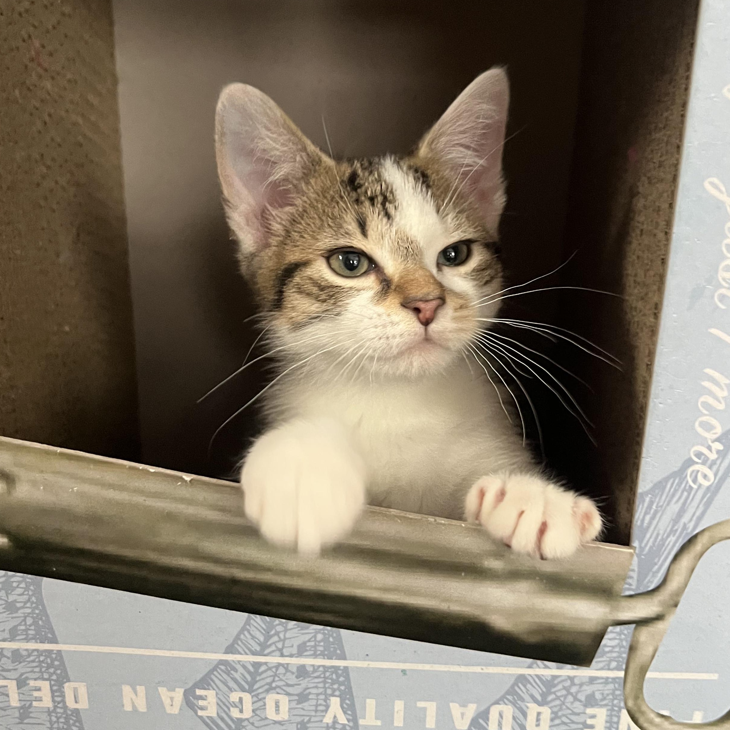 SHELDON, a ADOPTABLE Domestic Short Hair in East Greenwich, RI image 3/4