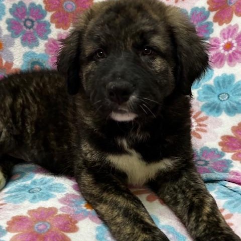Kenzie, ADOPTABLE, Puppy Female Bernese Mountain Dog & Anatolian Shepherd.