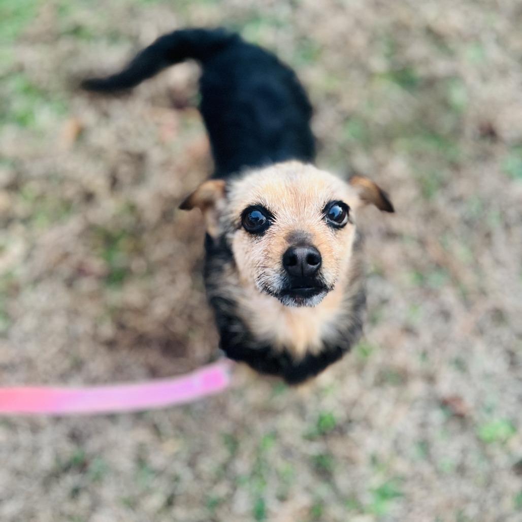 Elizabeth Taylor, Adoptable, Adult Female Terrier & Mixed Breed.
