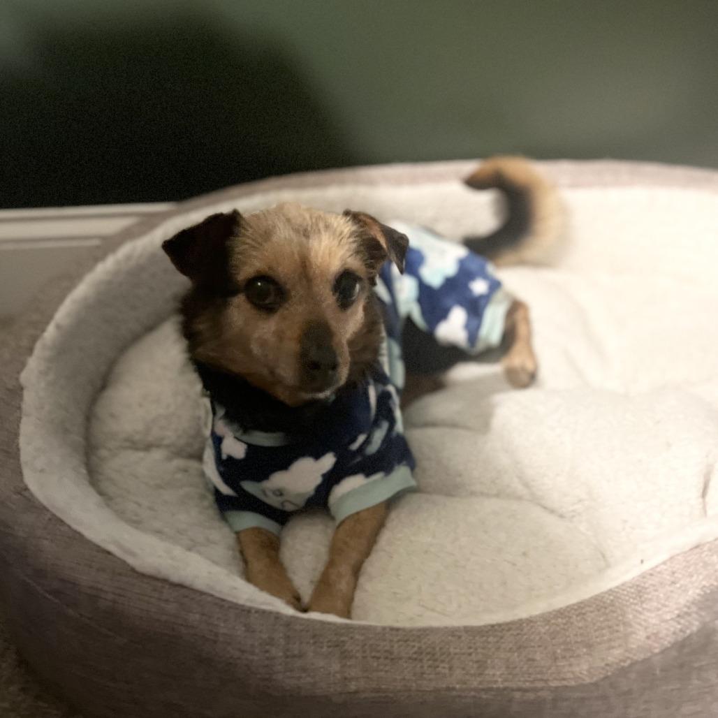 Elizabeth Taylor, a Adoptable mixed breed in Raleigh, NC image 3/6