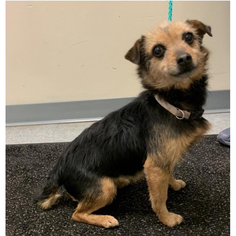 Elizabeth Taylor, a Adoptable mixed breed in Raleigh, NC image 4/6