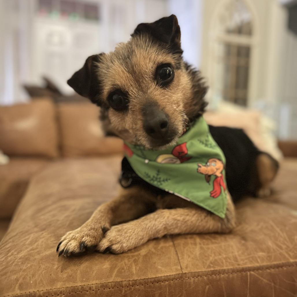 Elizabeth Taylor, a Adoptable mixed breed in Raleigh, NC image 5/6