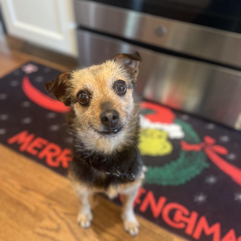 Elizabeth Taylor, a Adoptable mixed breed in Raleigh, NC image 6/6