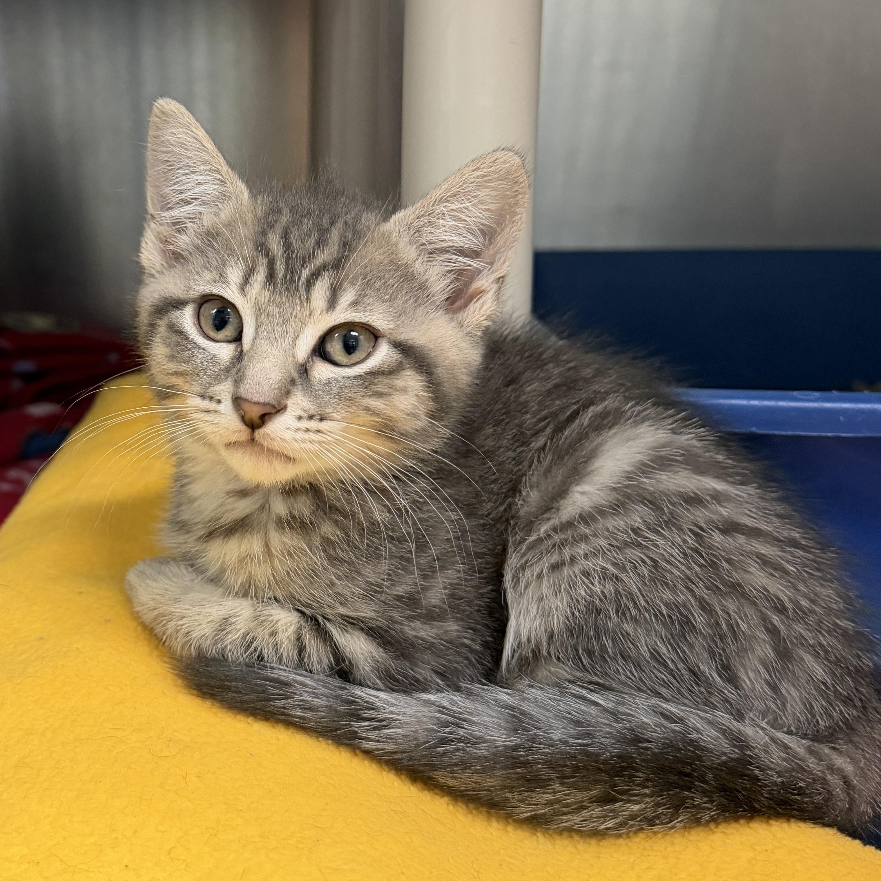 Smudge, adopted, Kitten Female Domestic Short Hair.