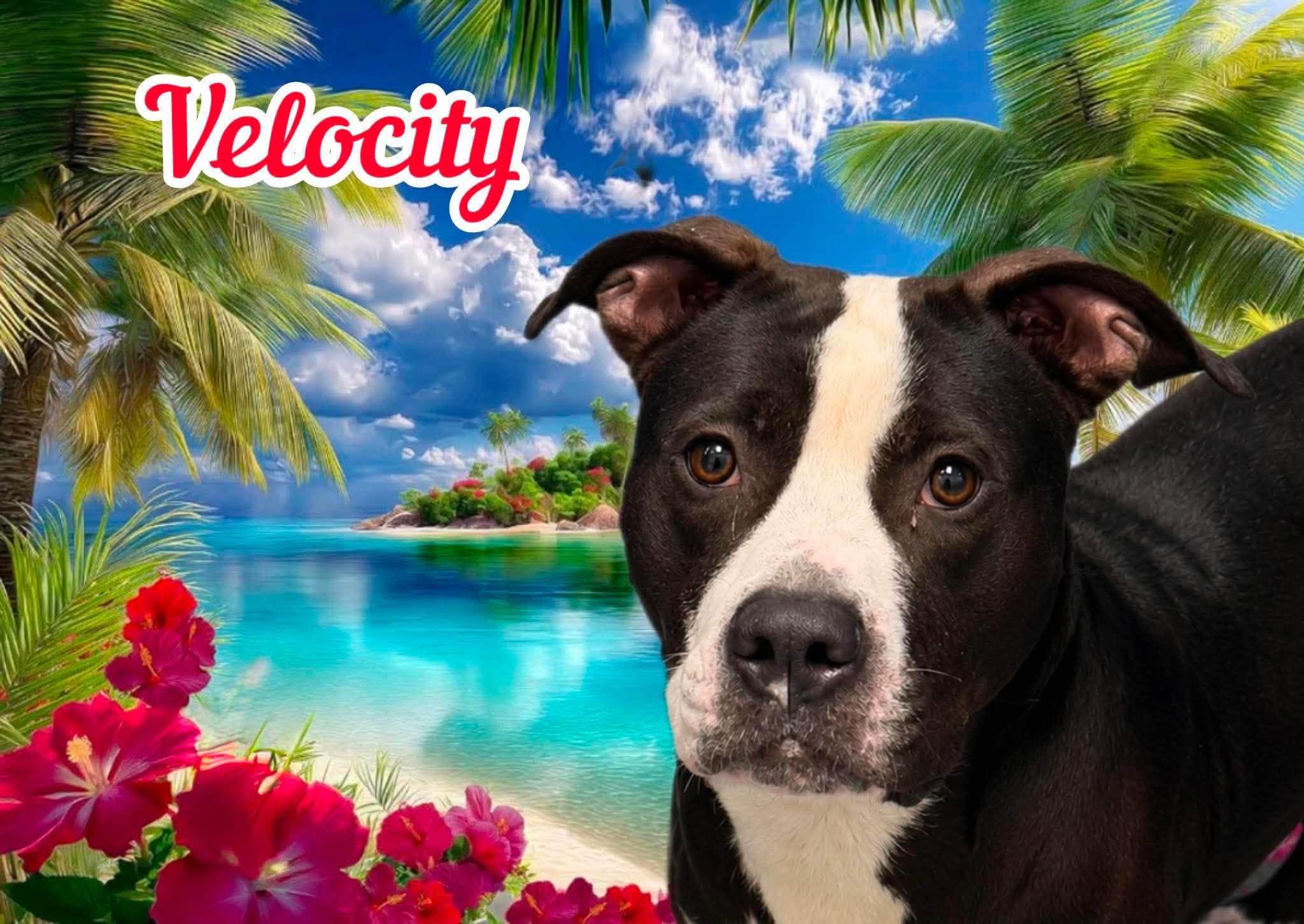 Enlarge Velocity, an adopted Mixed Breed in Flint, MI image 1/1