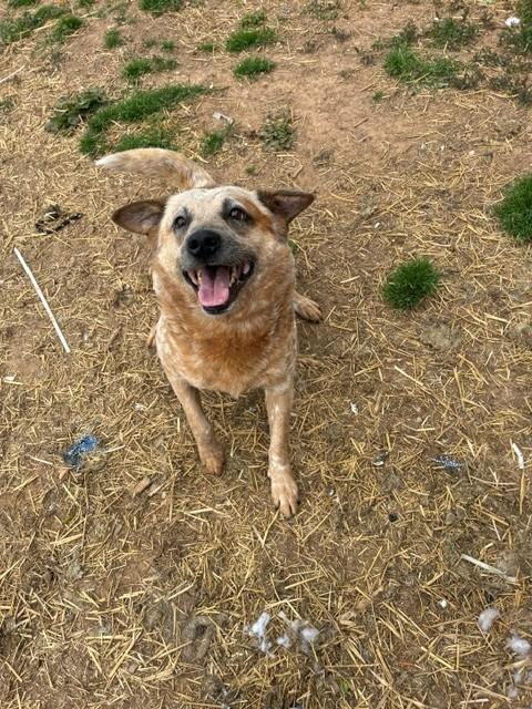 Toby, ADOPTABLE, Adult Male Australian Cattle Dog / Blue Heeler.