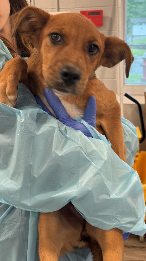 Tinsel, Adoptable, Puppy Female Mixed Breed.