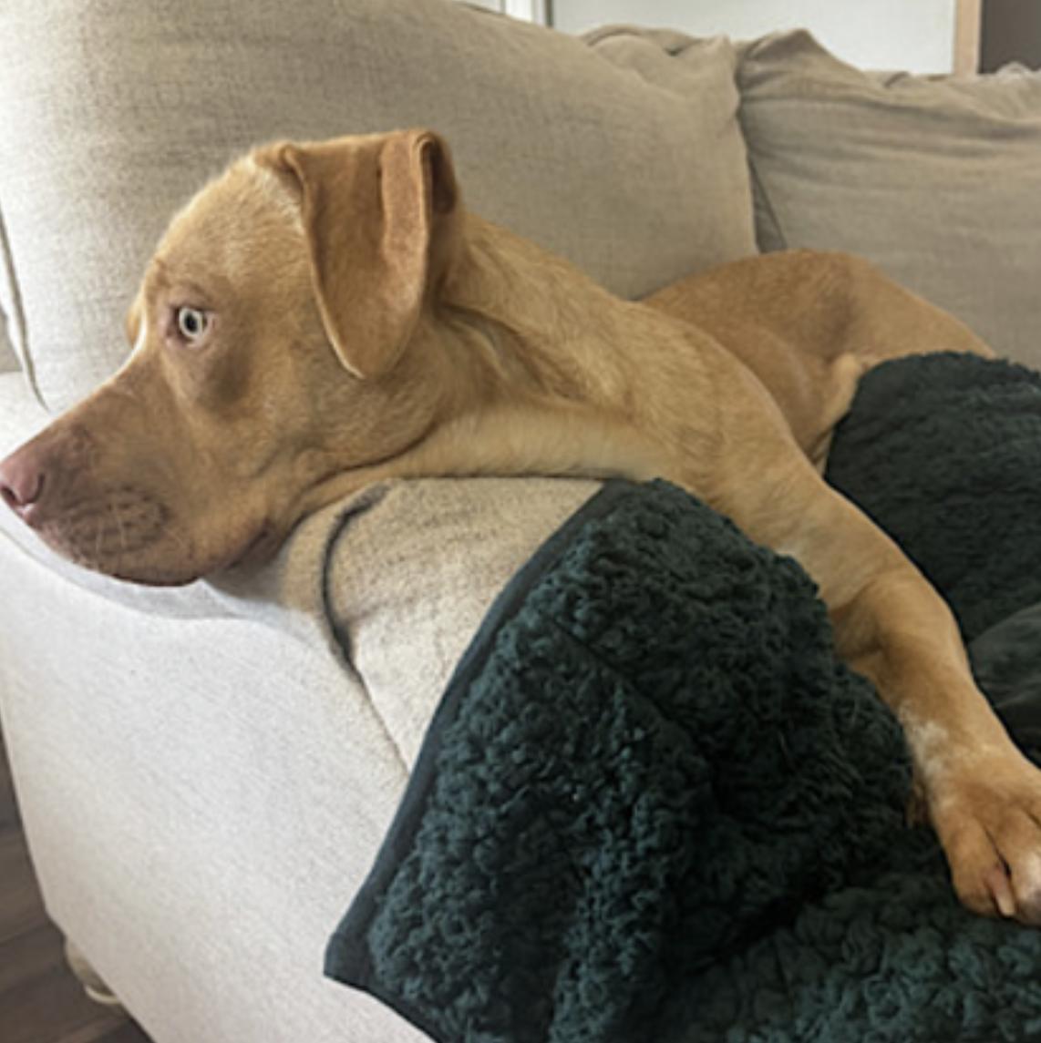 Rosie — thumbnail 5