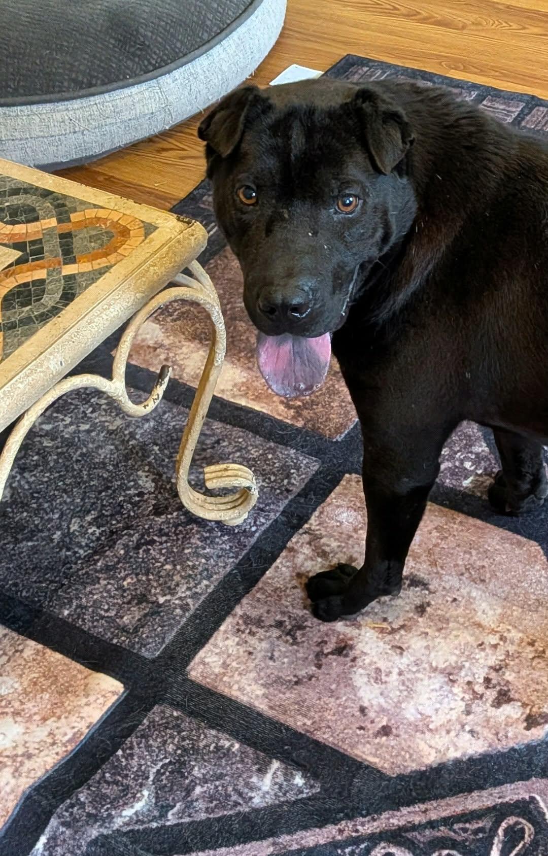 Echo (20260206-05) — thumbnail 2