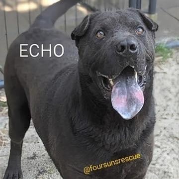 Echo (20260206-05) — thumbnail 3