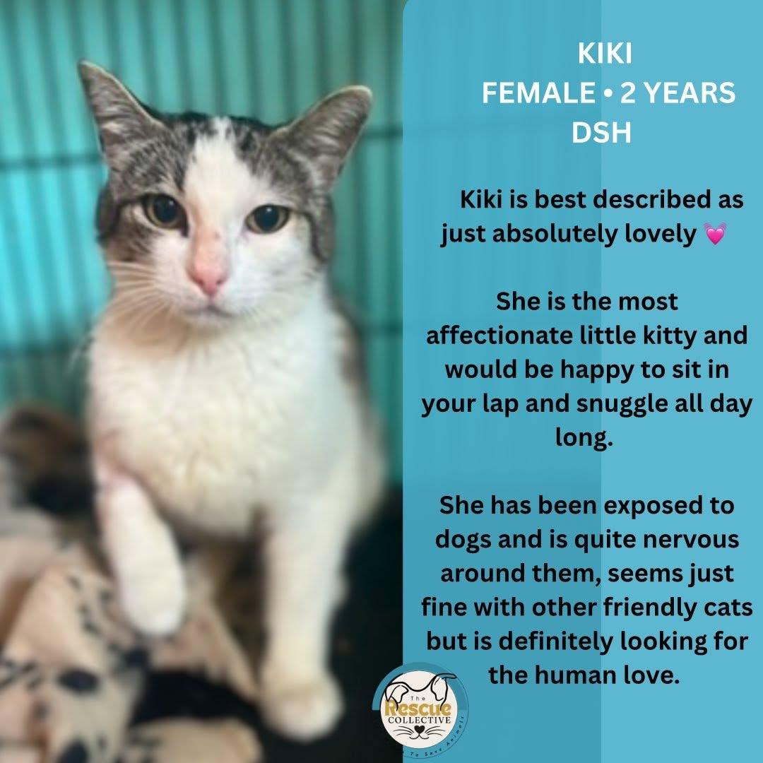 Kiki, ADOPTABLE, Adult Female Domestic Short Hair.