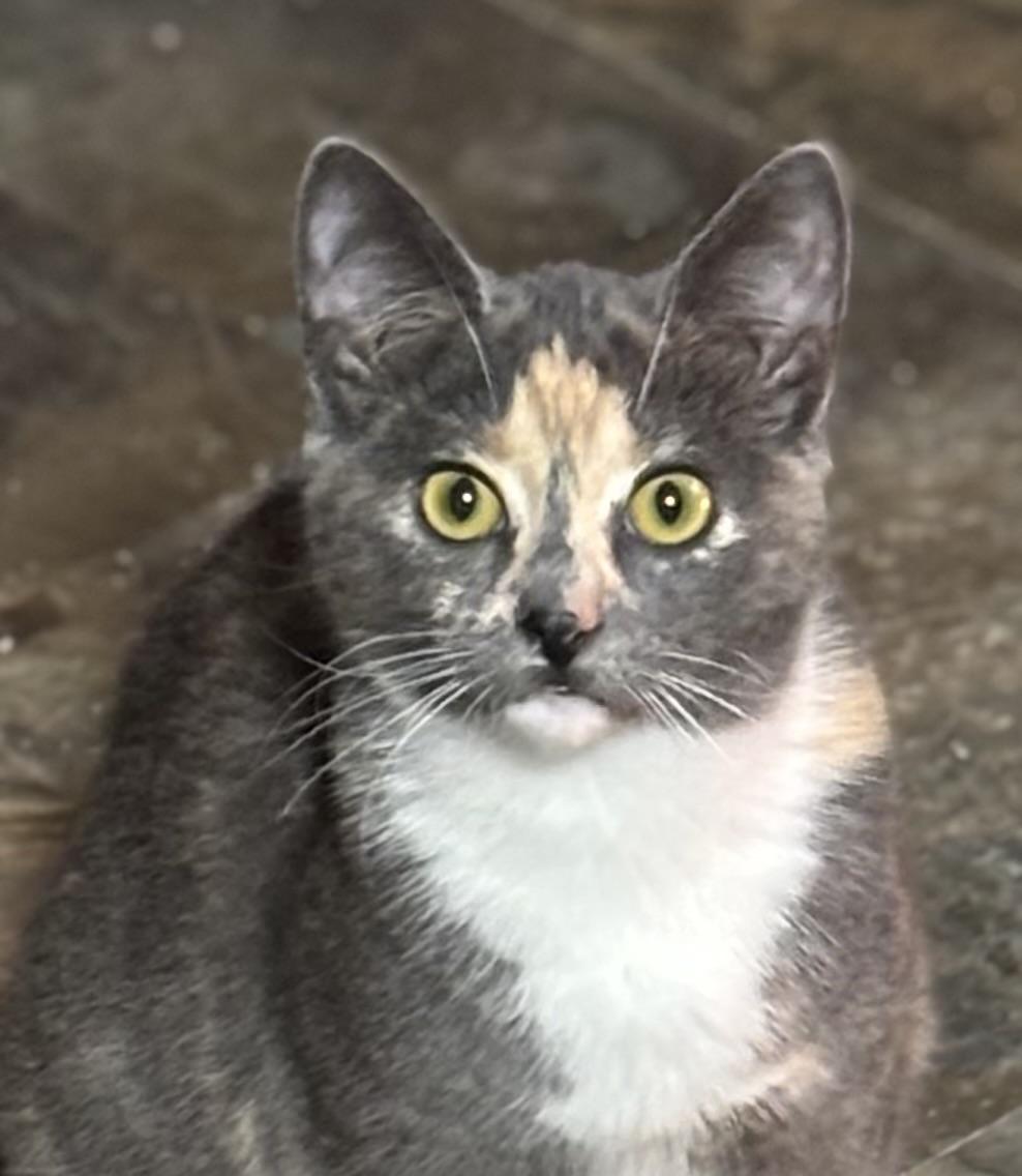 NANI, a Adoptable Domestic Short Hair in Pittsburgh, PA image 4/5