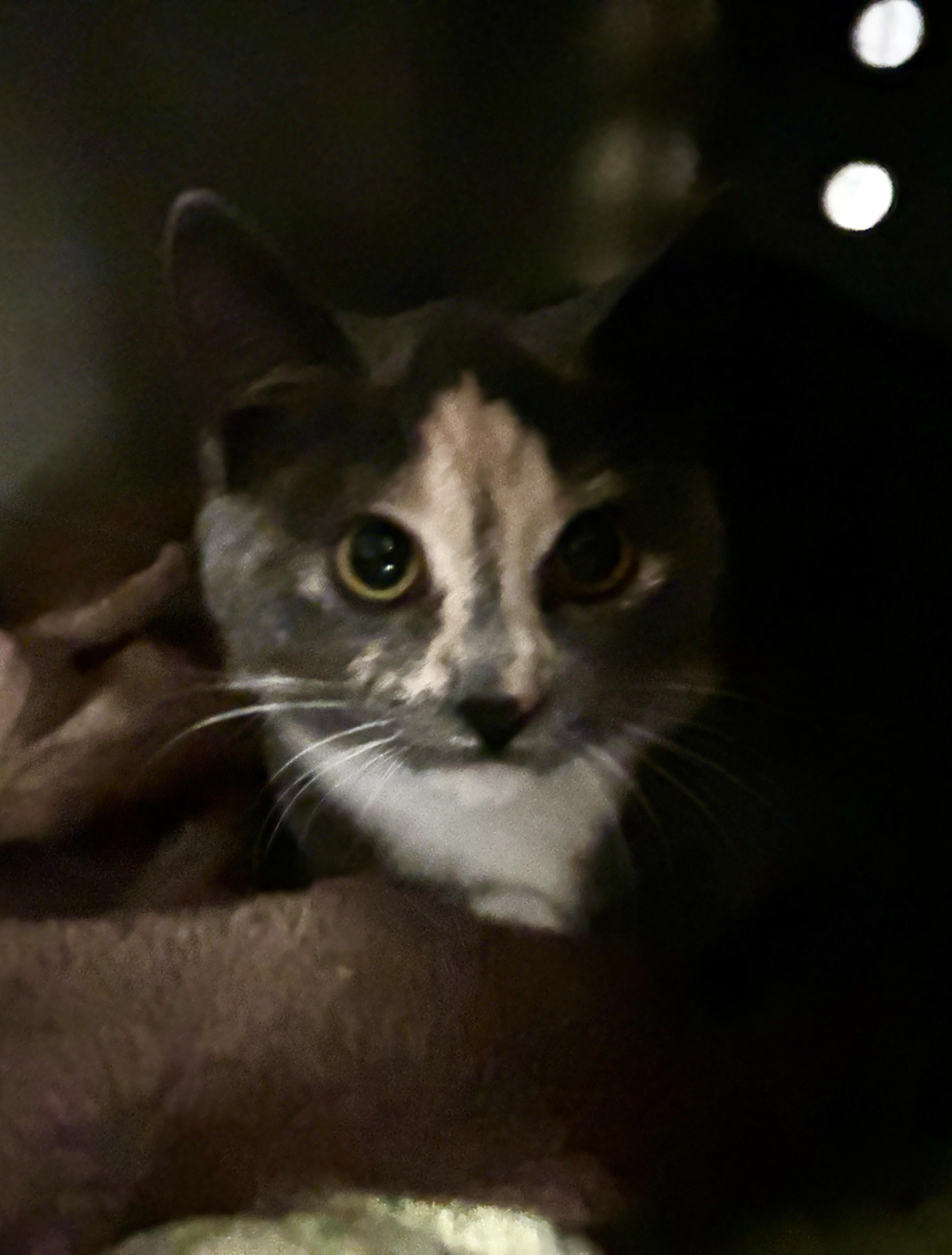 NANI, a Adoptable Domestic Short Hair in Pittsburgh, PA image 2/5