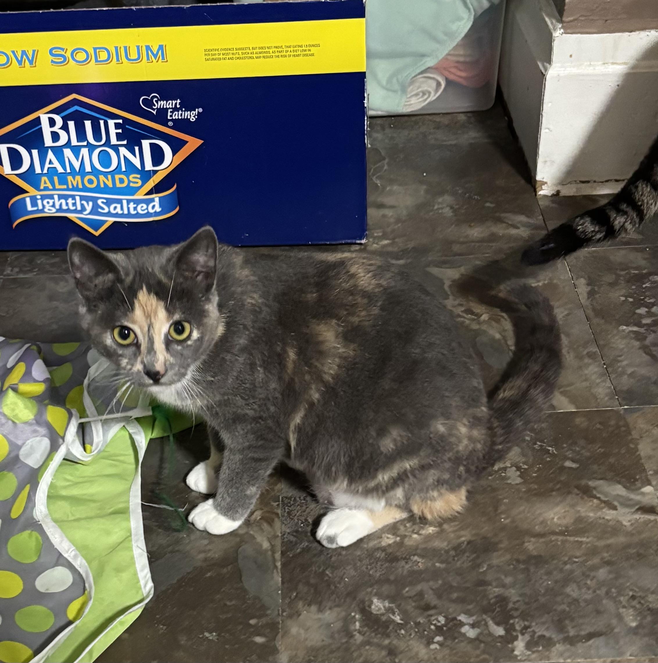 NANI, a Adoptable Domestic Short Hair in Pittsburgh, PA image 1/5