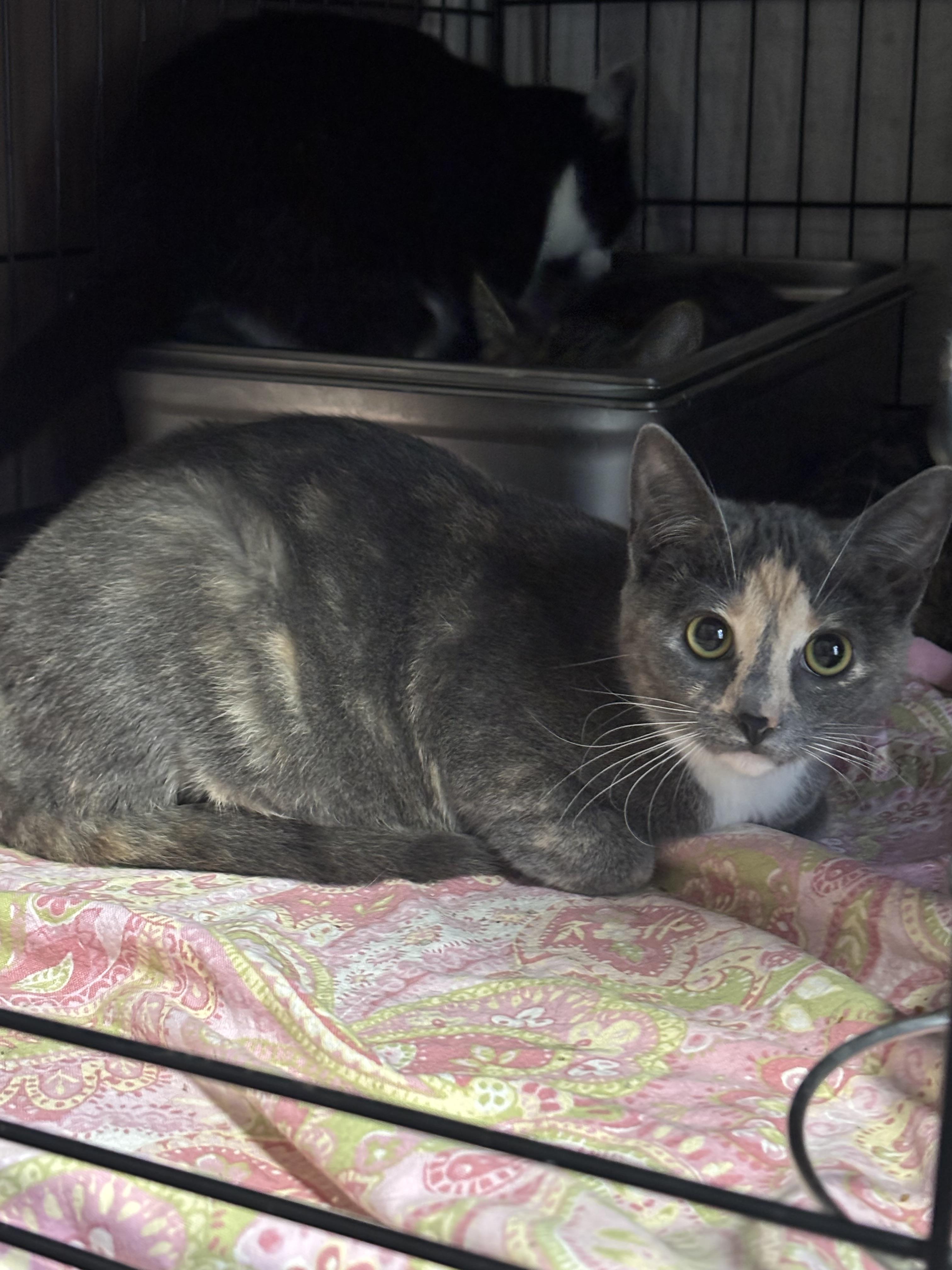 Enlarge NANI, a Adoptable Domestic Short Hair in Pittsburgh, PA image 5/5