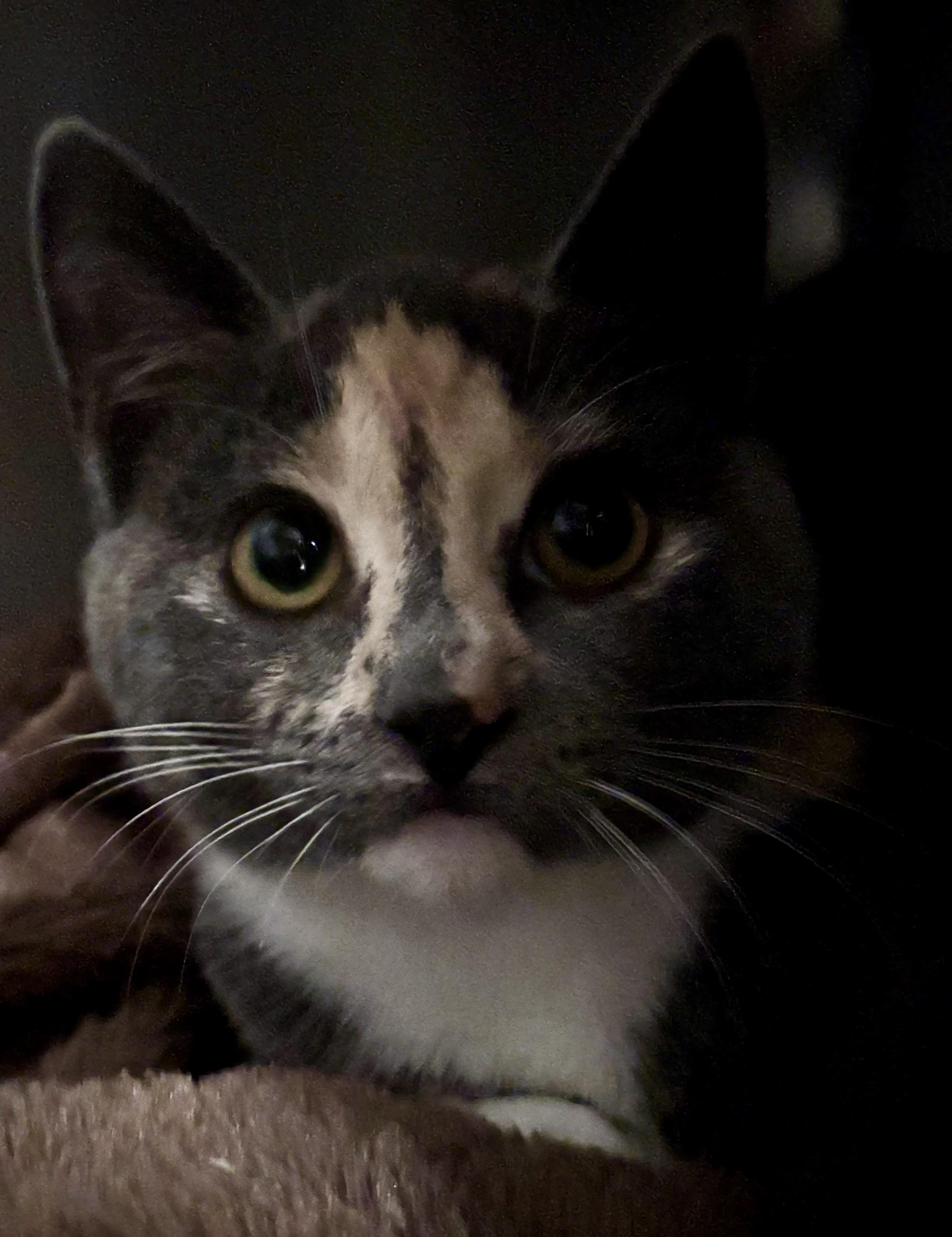 NANI, a Adoptable Domestic Short Hair in Pittsburgh, PA image 3/5