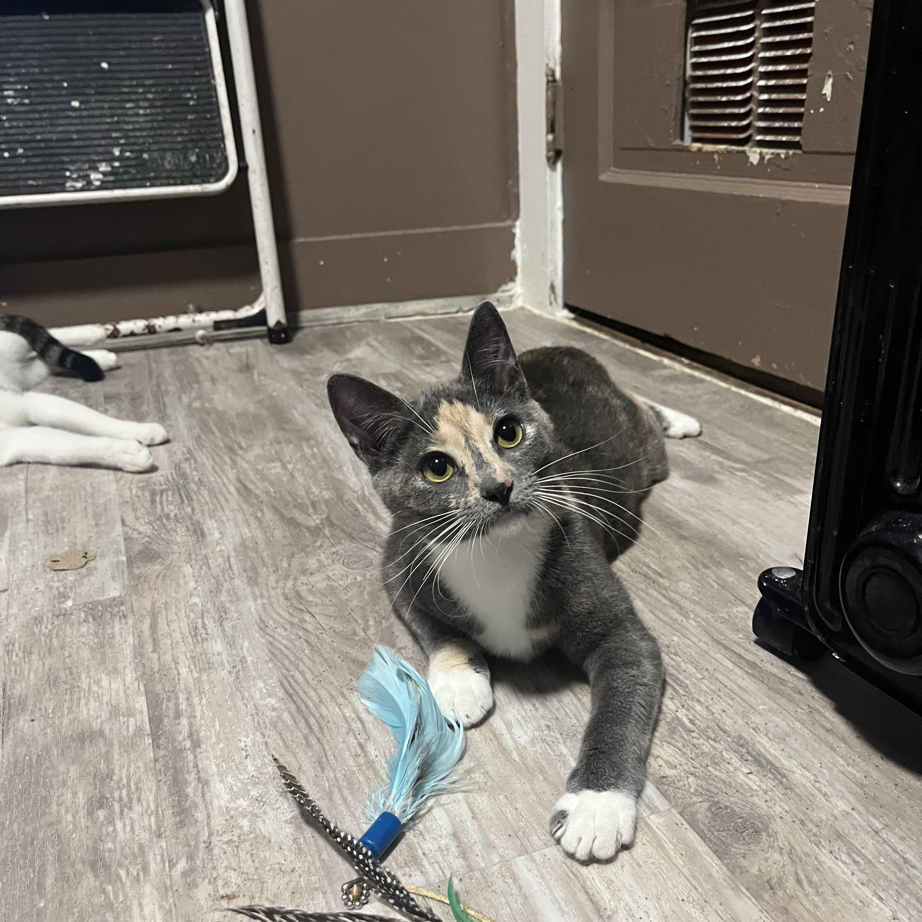 Enlarge NANI, a Adoptable Domestic Short Hair in Pittsburgh, PA image 2/5