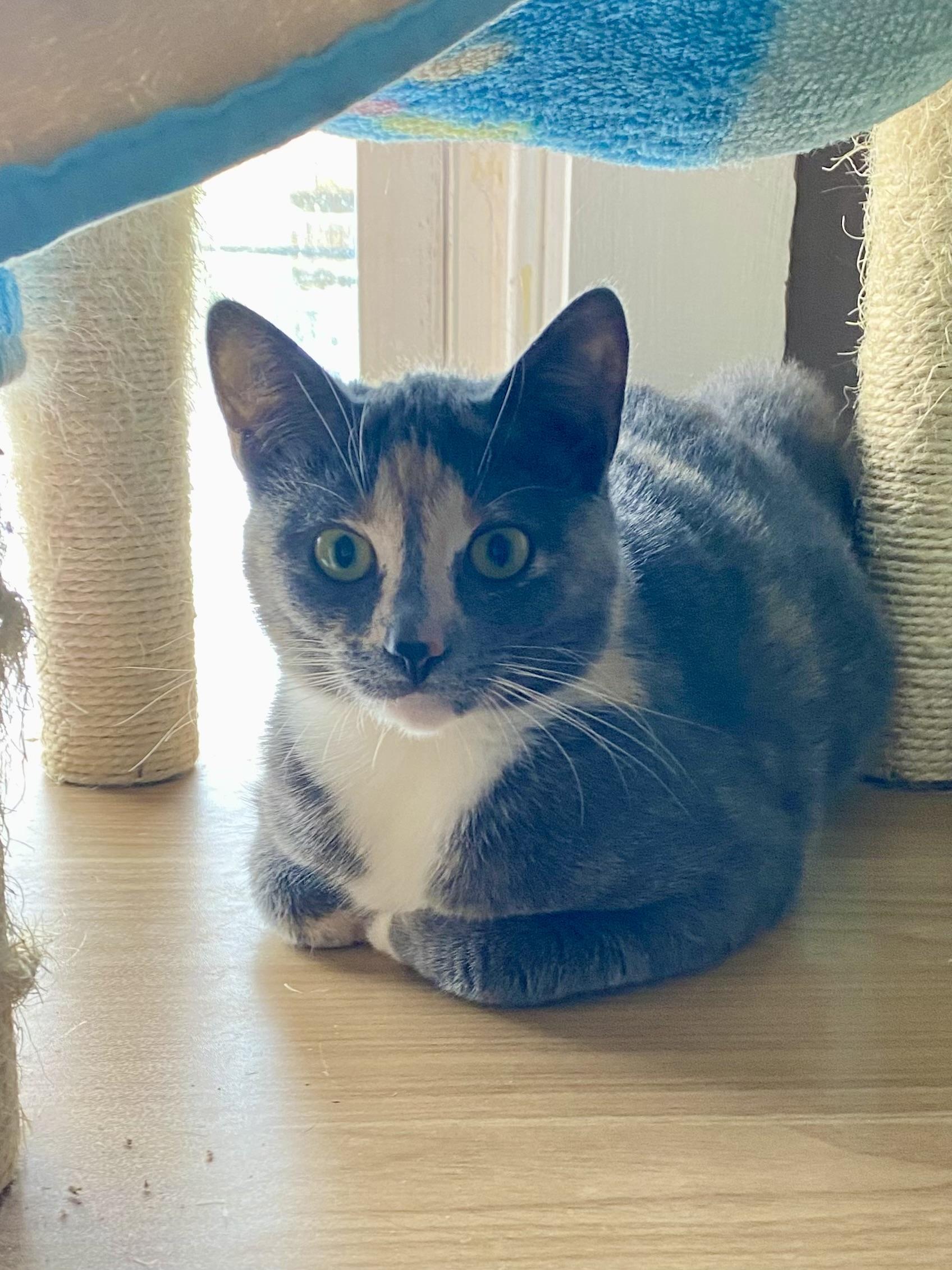 Enlarge NANI, a Adoptable Domestic Short Hair in Pittsburgh, PA image 1/5