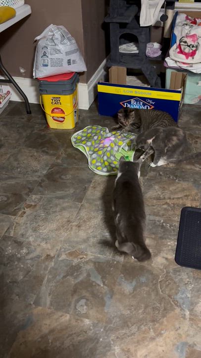 Enlarge NANI, a Adoptable Domestic Short Hair in Pittsburgh, PA video 5/5