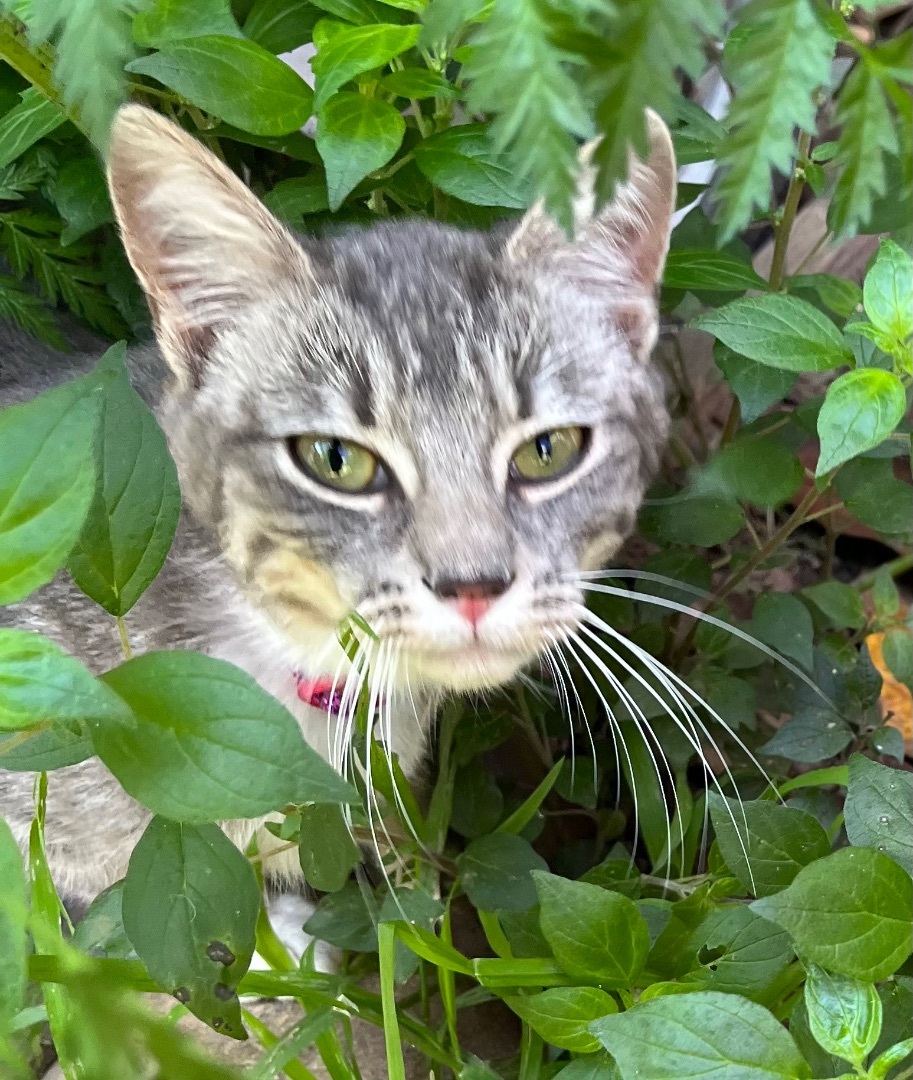 Estrella, Adopted, Kitten Female Tabby.