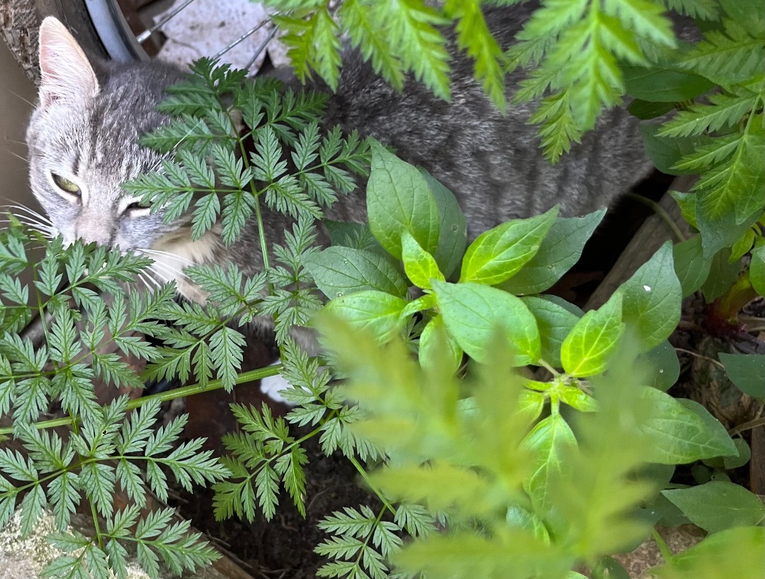 Estrella, Adopted, Kitten Female Tabby.