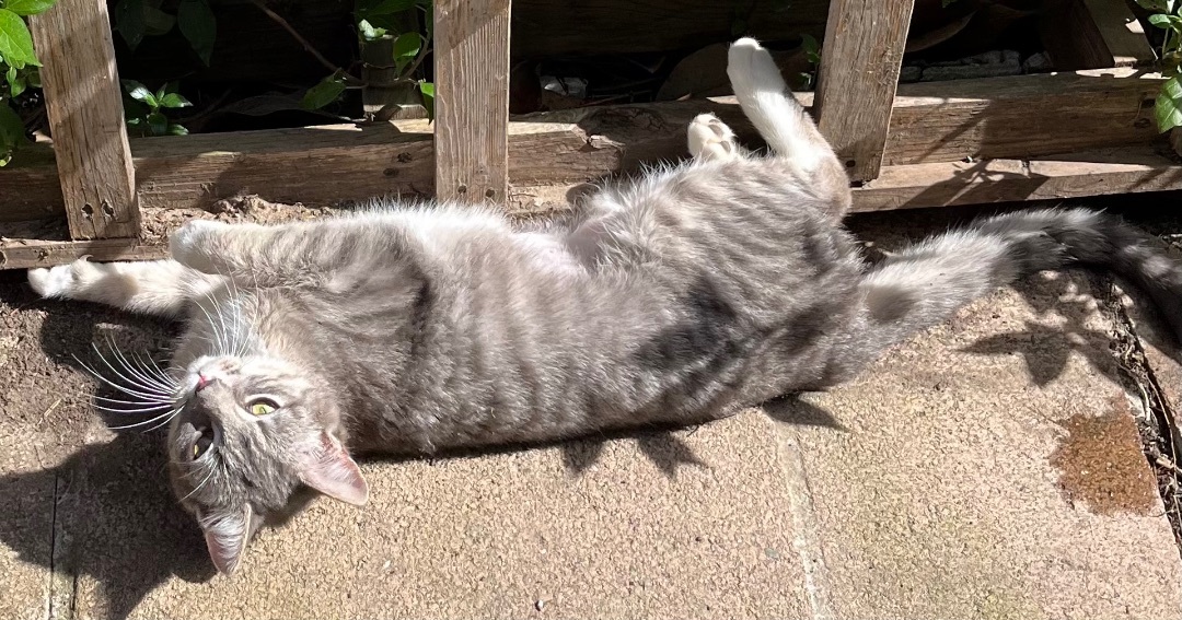 Enlarge Estrella, a Adopted Tabby in Santa Cruz, CA image 3/6