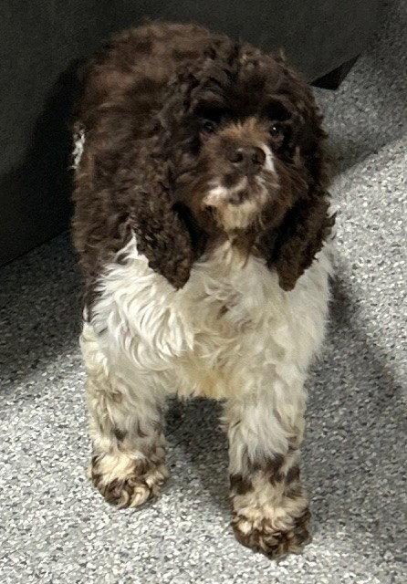 Enlarge Sophia, a Adopted Cocker Spaniel in Fort Wayne, IN image 3/3