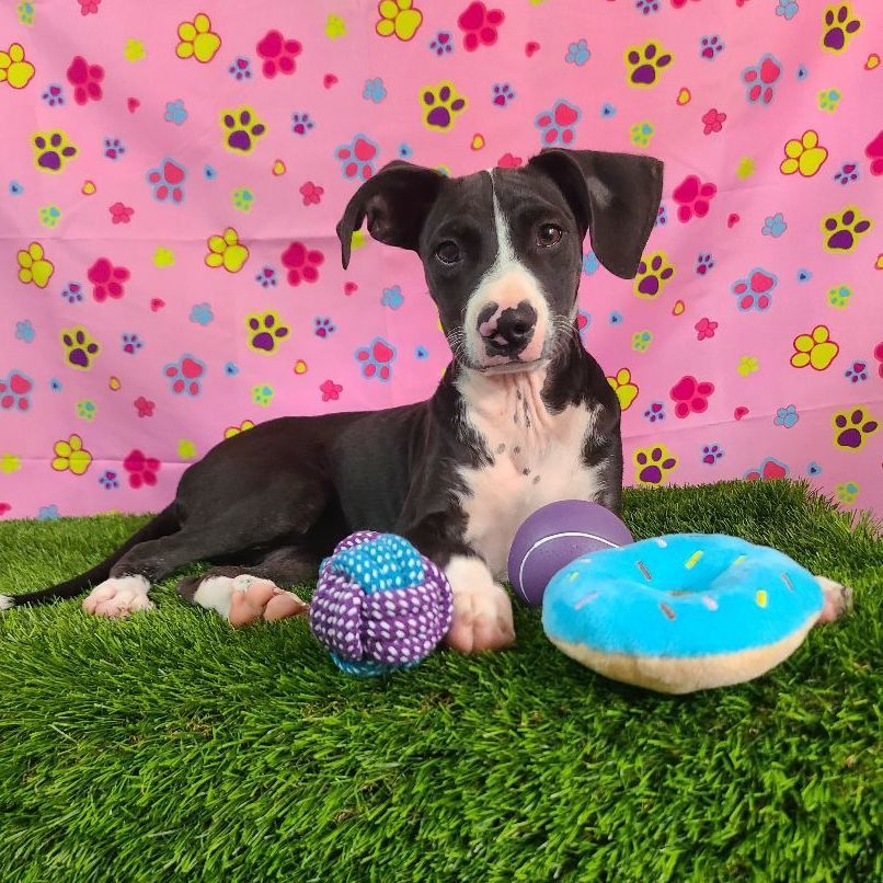 Natty, a Adoptable mixed breed in Barranquitas, PR image 1/10