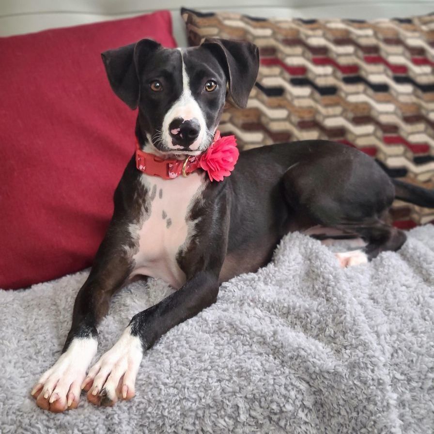 Natty, Baby Female unknown