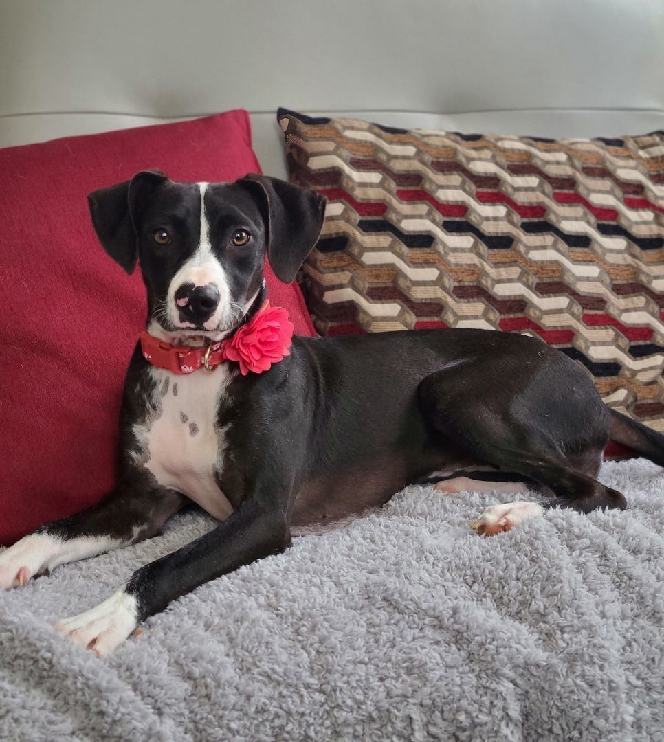 Natty, a Adoptable mixed breed in Barranquitas, PR image 3/10