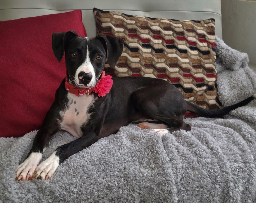 Natty, a Adoptable mixed breed in Barranquitas, PR image 4/10