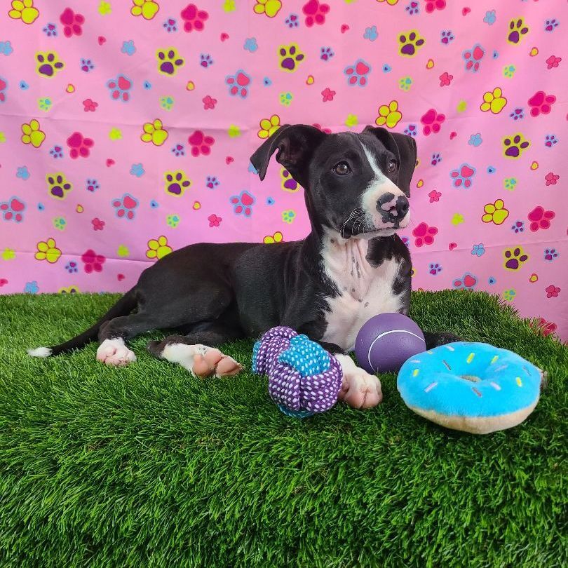 Natty, a Adoptable mixed breed in Barranquitas, PR image 5/10