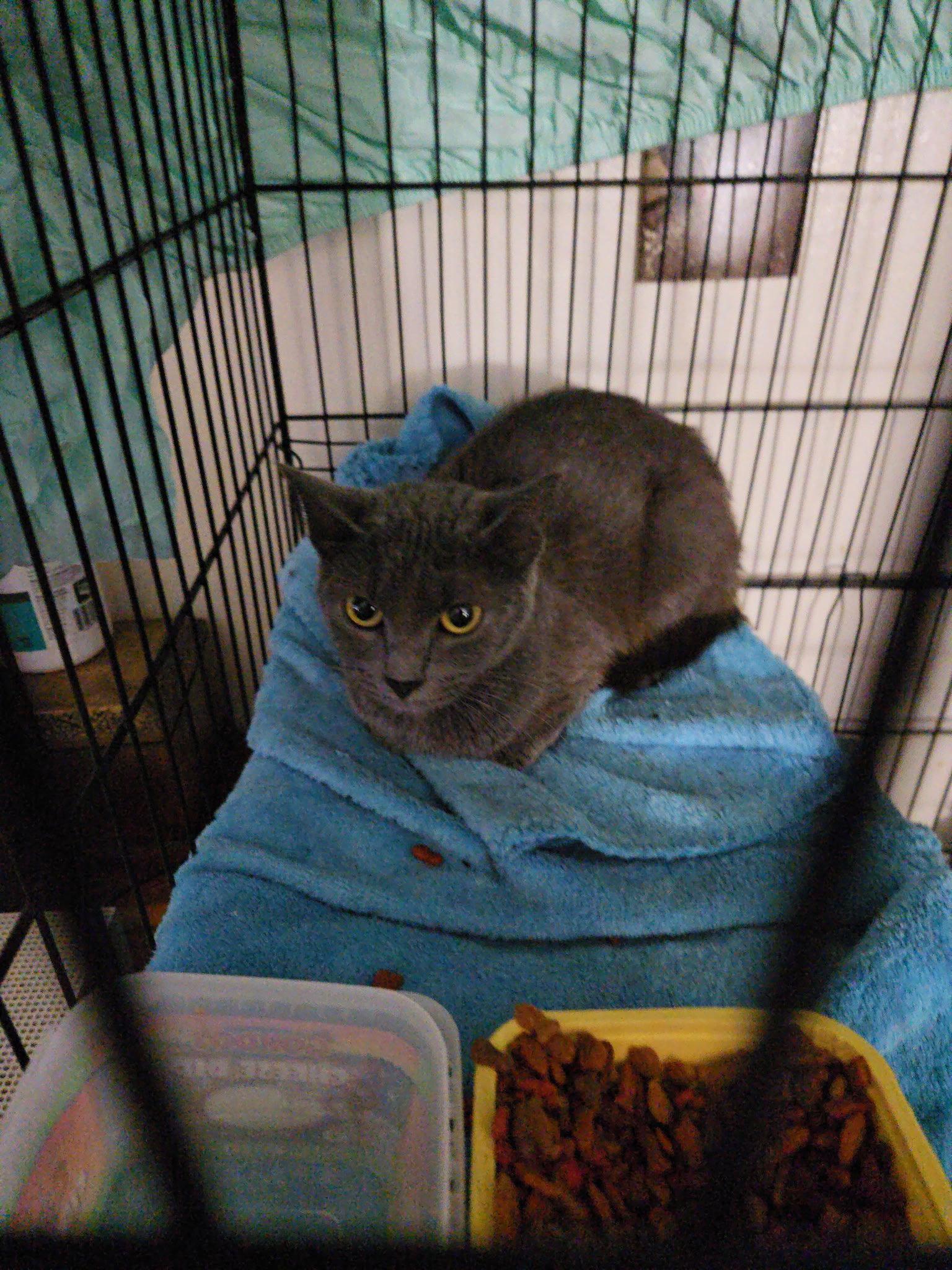 Dolly    ( th), Adopted, Young Female Russian Blue.