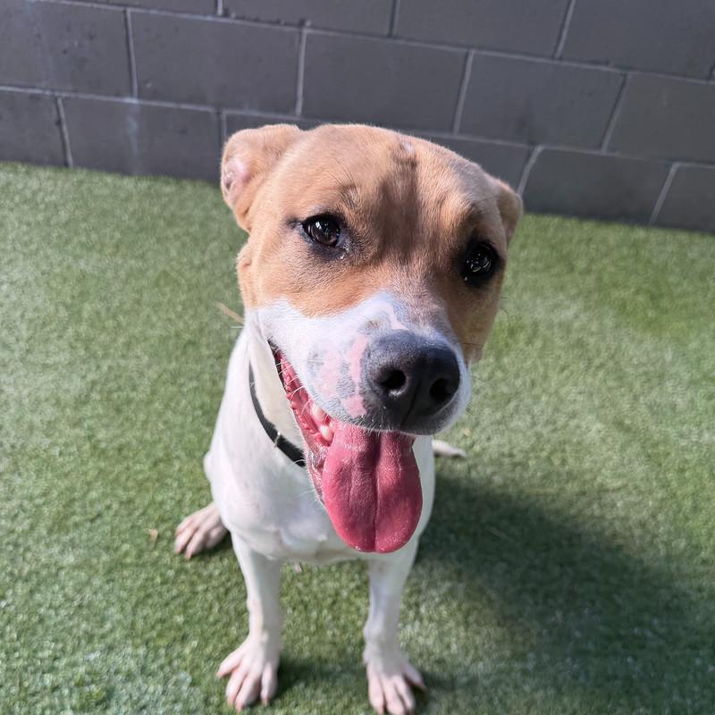 Enlarge Katie, a ADOPTABLE mixed breed in Truckee, CA image 2/3