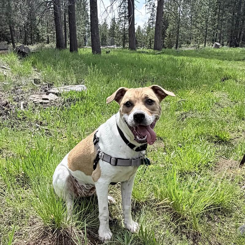 Katie, ADOPTABLE, Young Female Mixed Breed.