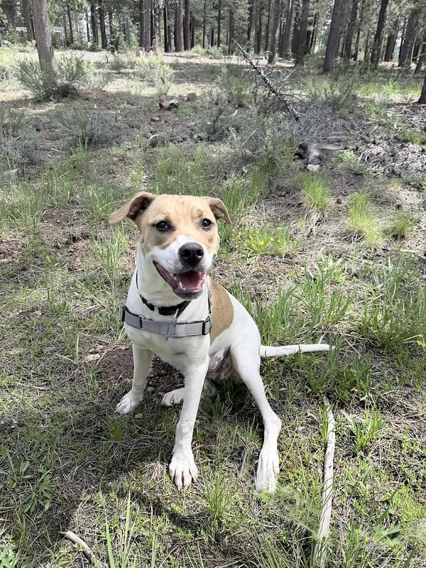 Enlarge Katie, a ADOPTABLE mixed breed in Truckee, CA image 3/3
