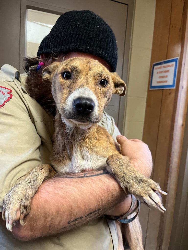 Enlarge Jessie, a Adoptable Terrier in Benton, AR image 1/1