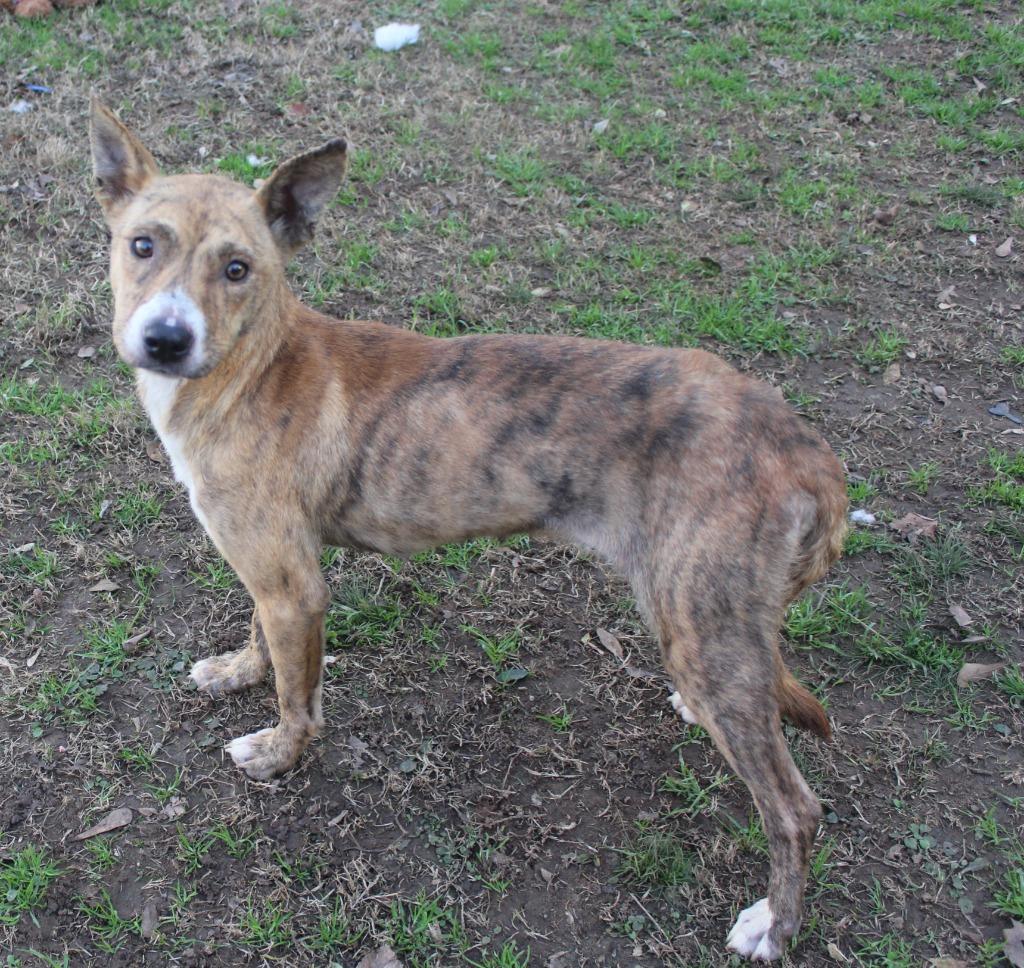 Enlarge Jessie, a Adoptable Terrier in Benton, AR image 1/2