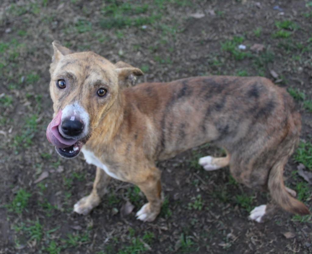Enlarge Jessie, a Adoptable Terrier in Benton, AR image 2/2