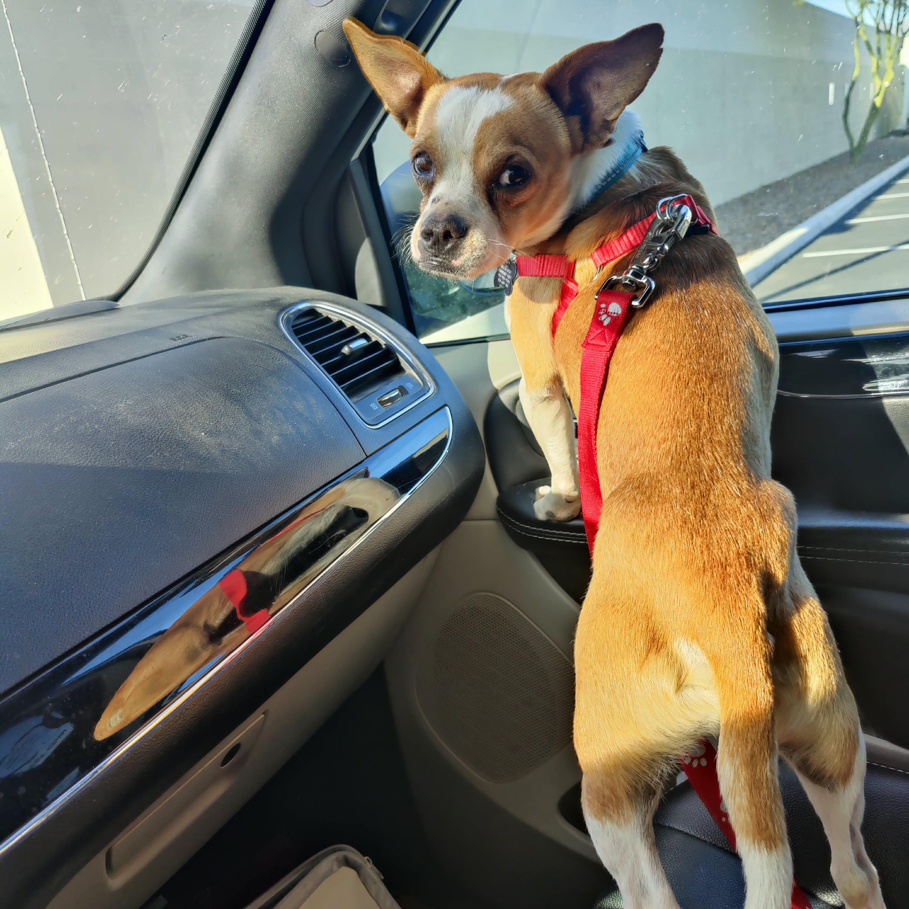 Enlarge PETER, a ADOPTABLE mixed breed in Marana, AZ image 3/6