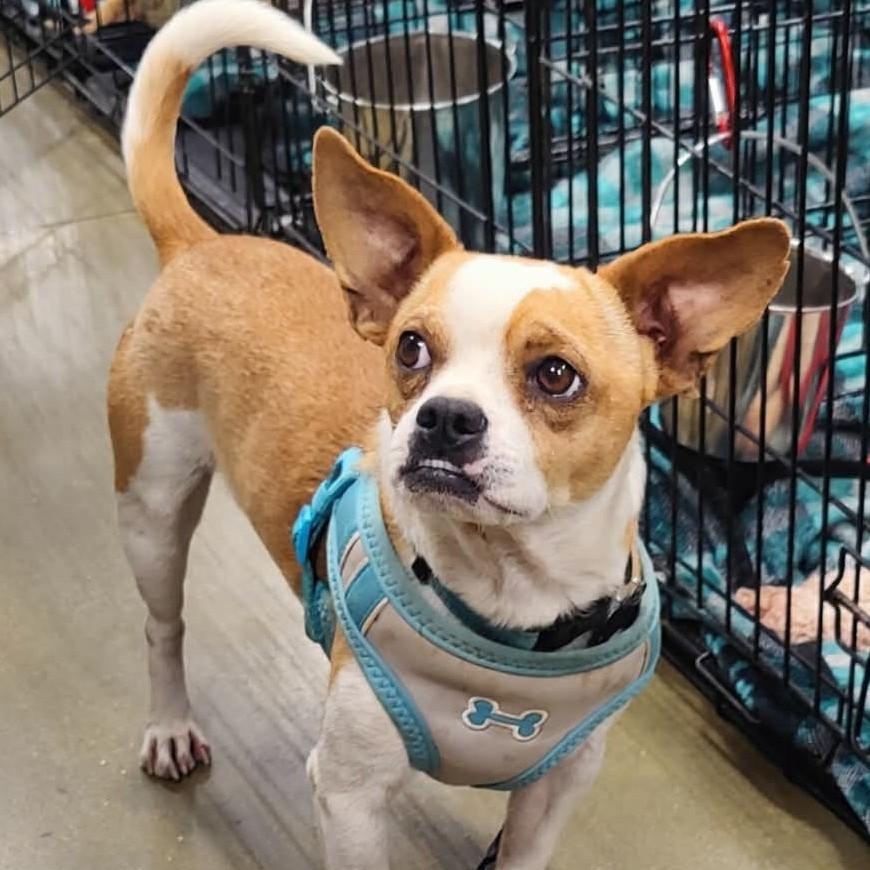 Enlarge PETER, a ADOPTABLE mixed breed in Marana, AZ image 5/6