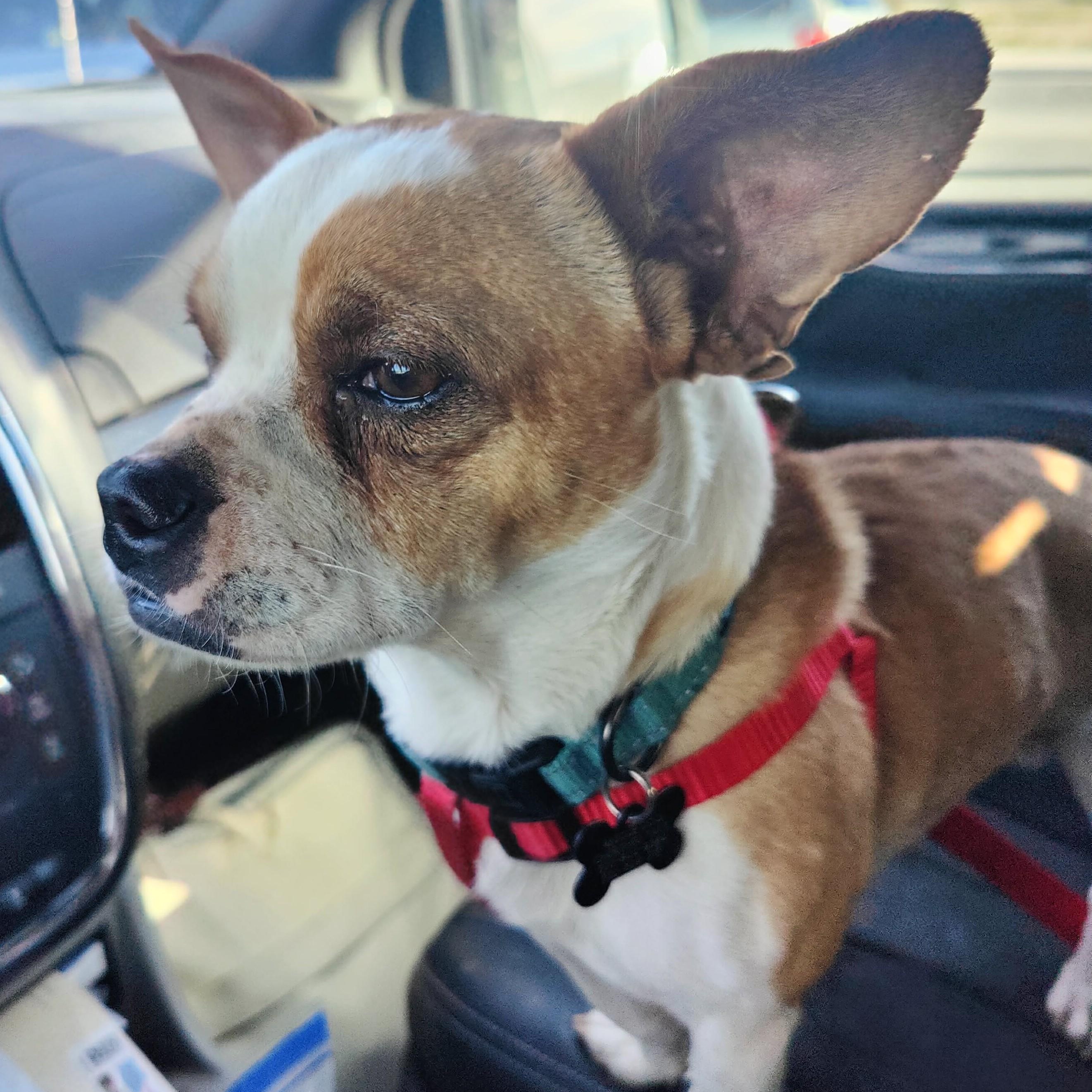 Enlarge PETER, a ADOPTABLE mixed breed in Marana, AZ image 6/6