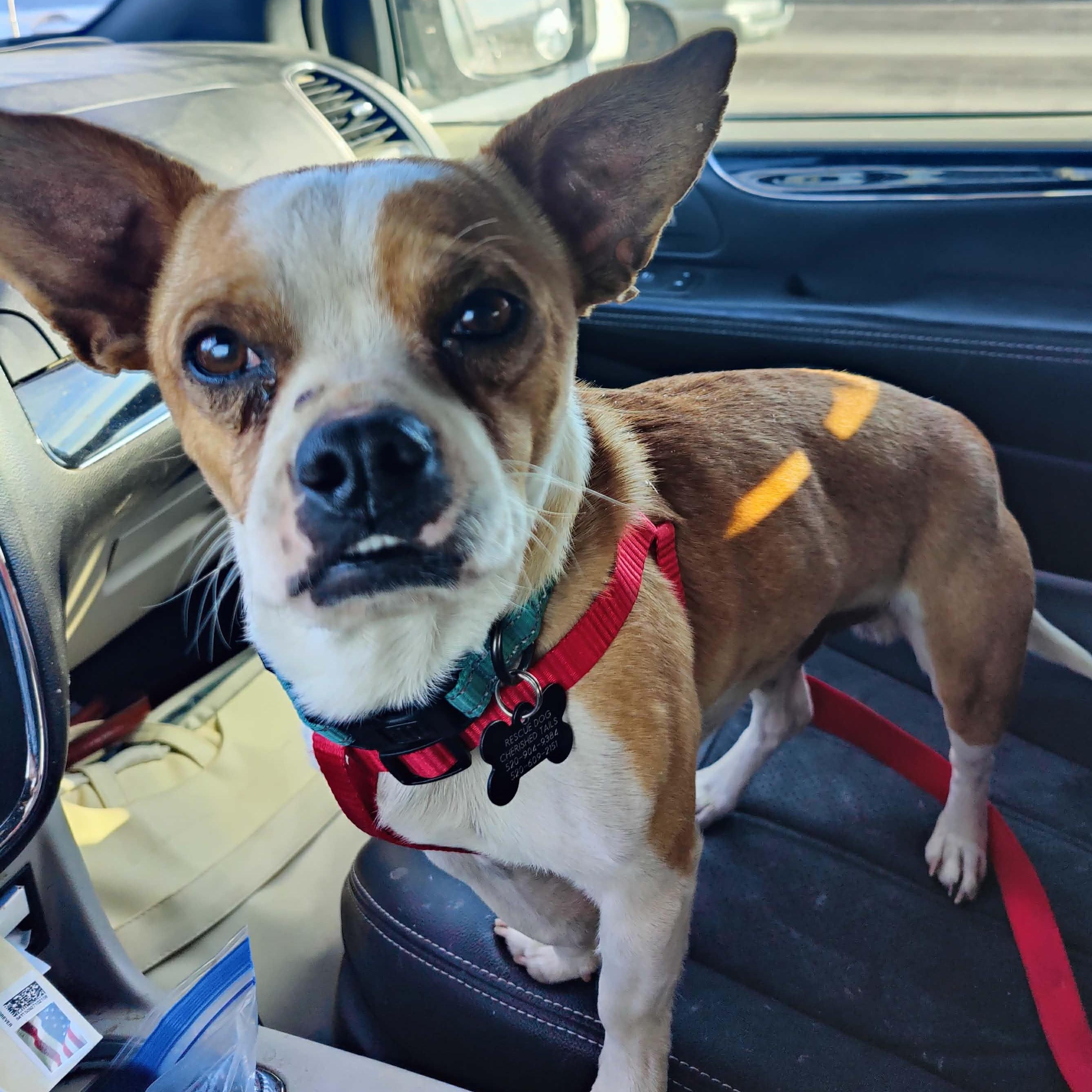 Enlarge PETER, a ADOPTABLE mixed breed in Marana, AZ image 2/6