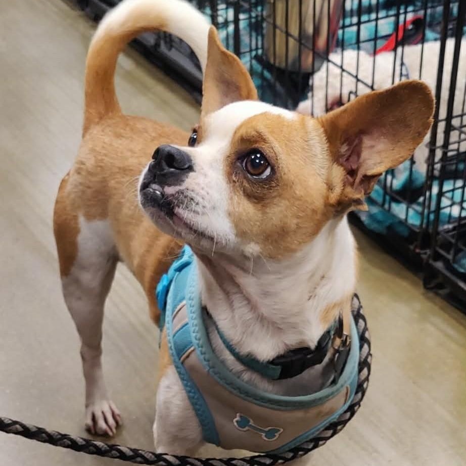 PETER, ADOPTABLE, Young Male Boston Terrier & Chihuahua.